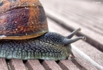 Caracol  “Gastropoda Pulmonata”