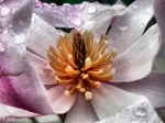 magnolia stellata 03